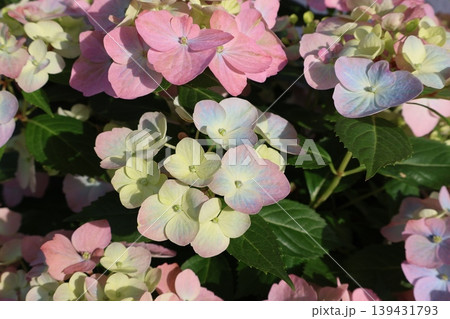 花色変化する紫陽花ラグランジアオーロランジュ 花色変化する紫陽花ラグランジアオーロランジュ 139431793