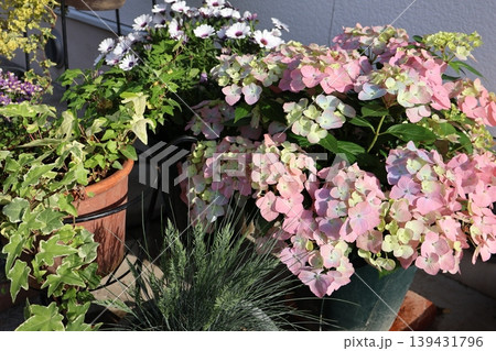 紫陽花ラグランジアオーロランジュと花の寄せ鉢 139431796