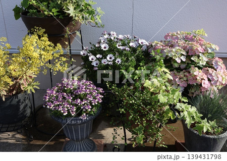 玄関前の花の寄せ鉢 玄関前の花の寄せ鉢 139431798