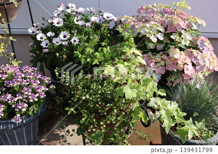 玄関前の花の寄せ鉢 139431799