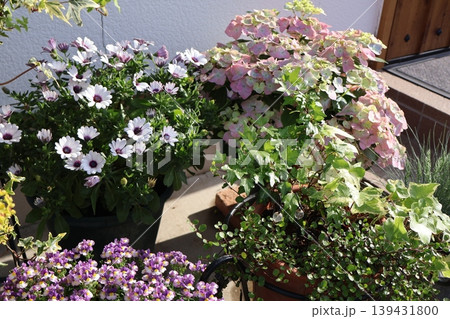玄関前の花の寄せ鉢 玄関前の花の寄せ鉢 139431800