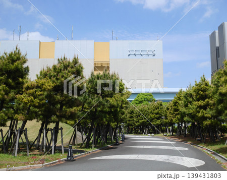 新緑の街路樹のある風景｜お台場 139431803