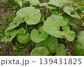 ふき 139431825