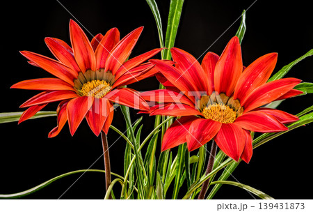 Two red gazania flowers with green leaves on black background Two red gazania flowers with green leaves on black background 139431873
