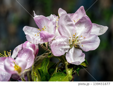 Pink and white almond tree blossoms on a branch in spring 139431877