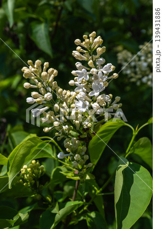 White Lilac Flowers Blooming On Branch In Spring Garden White Lilac Flowers Blooming On Branch In Spring Garden 139431886