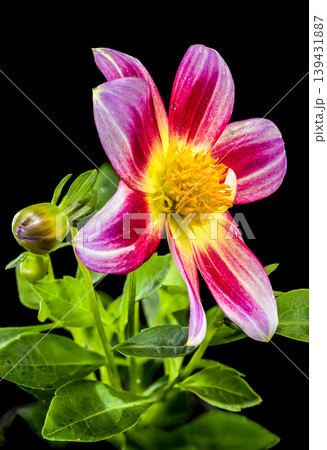 Pink and Yellow Dahlia Flower With Raindrops On Black Background Pink and Yellow Dahlia Flower With Raindrops On Black Background 139431887