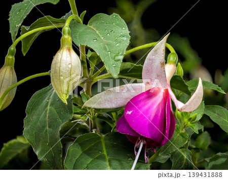 Beautiful Pink and White Fuchsia Flowers with Green Leaves Beautiful Pink and White Fuchsia Flowers with Green Leaves 139431888