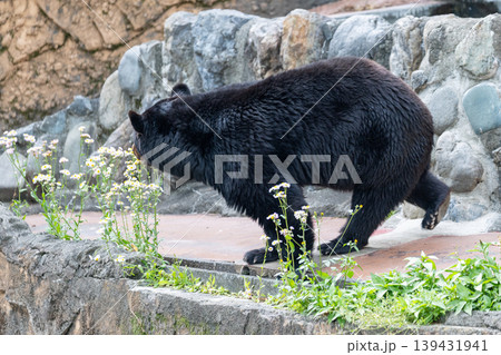 動物園のツキノワグマ 動物園のツキノワグマ 139431941