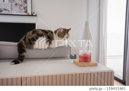 brown tabby scotish cat playing and having fun in living room brown tabby scotish cat playing and having fun in living room 139431961