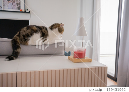 brown tabby scotish cat playing and having fun in living room brown tabby scotish cat playing and having fun in living room 139431962
