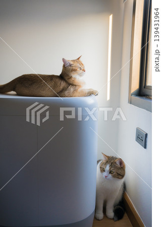 gold british cat kitten and brown tabby scottish cat playing and having fun in living room gold british cat kitten and brown tabby scottish cat playing and having fun in living room 139431964