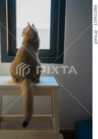 gold british cat kitten playing and having fun in living room 139431966