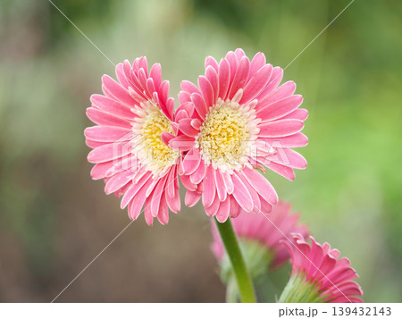 ガーベラの花 ガーベラの花 139432143