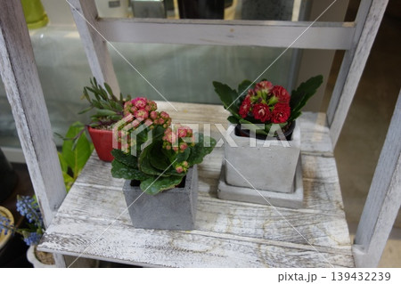 Potted Plants on Weathered Wooden Chair Potted Plants on Weathered Wooden Chair 139432239