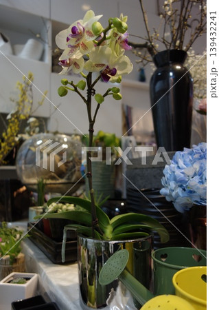 Floral Arrangement with Orchids and Hydrangeas Floral Arrangement with Orchids and Hydrangeas 139432241