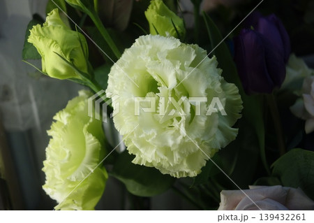 Delicate Green and White Eustoma Flowers Close-up 139432261
