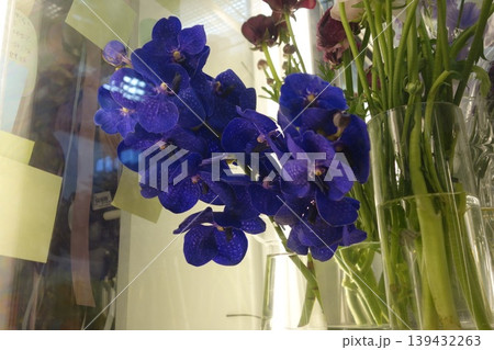 Vibrant Blue Flowers in Glass Vase 139432263