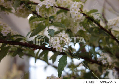 White Blossom Branch with Green Leaves 139432275