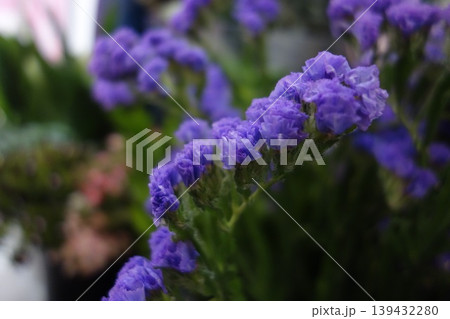 Vibrant Purple Statice Blooms Close-Up 139432280