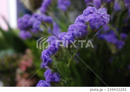 Vibrant Purple Blooms in Garden Close-Up Vibrant Purple Blooms in Garden Close-Up 139432281