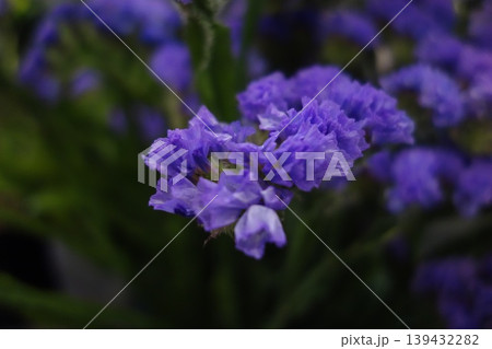 Vibrant Purple Flower Cluster Close-up Vibrant Purple Flower Cluster Close-up 139432282