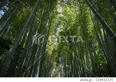 京都の高台寺の竹林の風景 京都の高台寺の竹林の風景 139432325