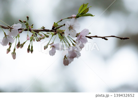 春の陽光を浴びて色とりどりに輝く桜の花たち 139432652