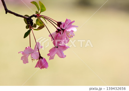 春の陽光を浴びて色とりどりに輝く桜の花たち 139432656