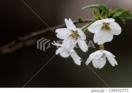 春の陽光を浴びて色とりどりに輝く桜の花たち 春の陽光を浴びて色とりどりに輝く桜の花たち 139432771