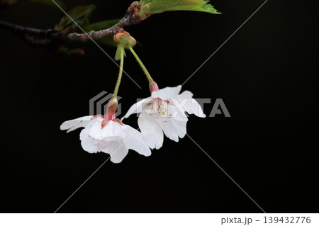 春の陽光を浴びて色とりどりに輝く桜の花たち 春の陽光を浴びて色とりどりに輝く桜の花たち 139432776