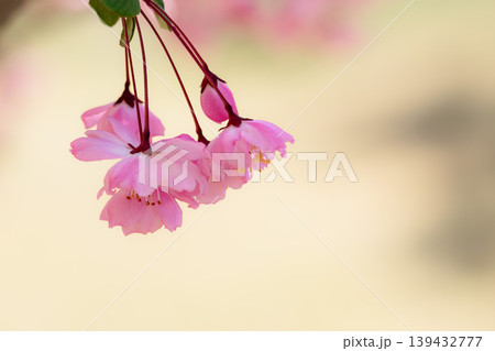 春の陽光を浴びて色とりどりに輝く桜の花たち 春の陽光を浴びて色とりどりに輝く桜の花たち 139432777