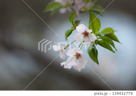 春の陽光を浴びて色とりどりに輝く桜の花たち 139432779