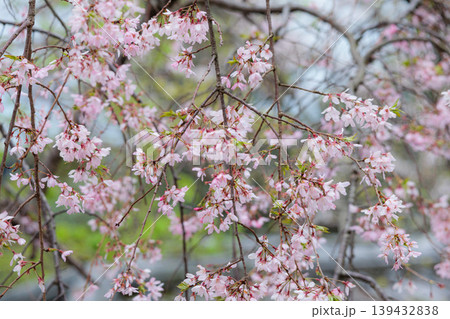 春の陽光を浴びて色とりどりに輝く桜の花たち 春の陽光を浴びて色とりどりに輝く桜の花たち 139432838