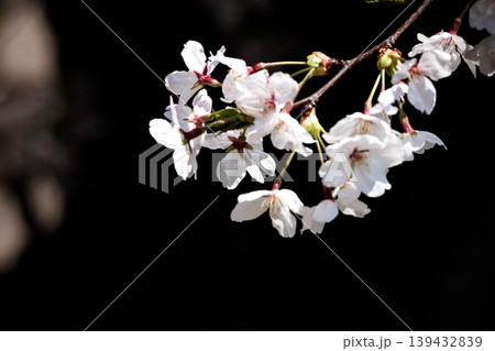 春の陽光を浴びて色とりどりに輝く桜の花たち 139432839