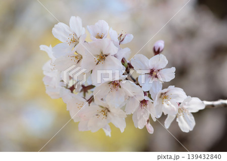 春の陽光を浴びて色とりどりに輝く桜の花たち 139432840