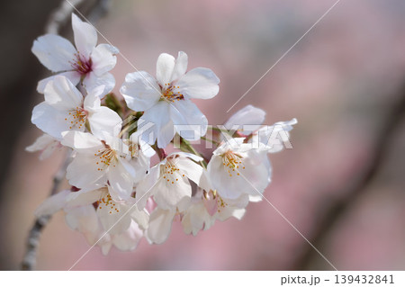 春の陽光を浴びて色とりどりに輝く桜の花たち 139432841