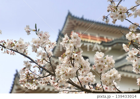 唐津城・桜と天守（佐賀県・唐津市） 139433014