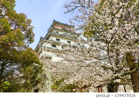 唐津城・桜と天守（佐賀県・唐津市） 139433016