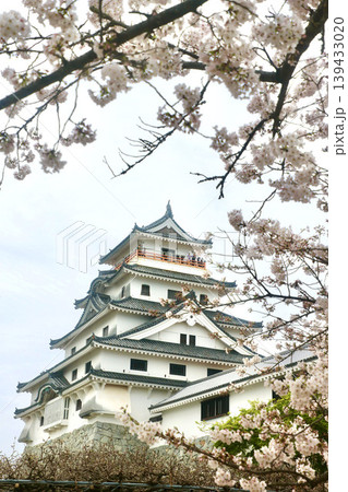 唐津城・桜と天守（佐賀県・唐津市） 139433020