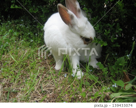 White Rabbit in Green Garden White Rabbit in Green Garden 139433074