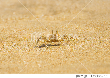 Tiny Crab on Golden Sand: A Detailed Close-Up of a Small Crustacean Exploring the Beach in Bright, Warm Sunlight, Wildlife in Nature. Sri Lanka island in Asia. 139433262