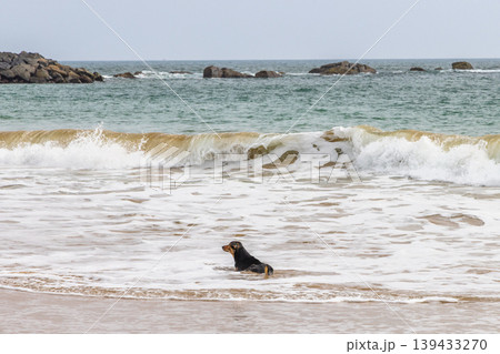 Small Black Dog Enjoys Playful Dip in Ocean Waves at Tropical Beach, With Rocks and Horizon Under Overcast Sky. Sri Lanka island in Asia. Small Black Dog Enjoys Playful Dip in Ocean Waves at Tropical Beach, With Rocks and Horizon Under Overcast Sky. Sri Lanka island in Asia. 139433270