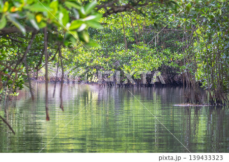 Tranquil Waterway Through Lush Green Mangrove Forest Showing Dense Foliage and Root Systems Reflected in Calm Surface. Bentota River Safari in Sri Lanka, Asia. Tranquil Waterway Through Lush Green Mangrove Forest Showing Dense Foliage and Root Systems Reflected in Calm Surface. Bentota River Safari in Sri Lanka, Asia. 139433323