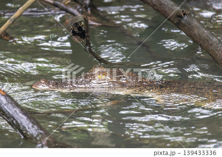 Subtle close-up of a reptile predator with scales and yellow eyes emerging from murky water, surrounded by tangled branches. Bentota River Safari in Sri Lanka, Asia. Subtle close-up of a reptile predator with scales and yellow eyes emerging from murky water, surrounded by tangled branches. Bentota River Safari in Sri Lanka, Asia. 139433336