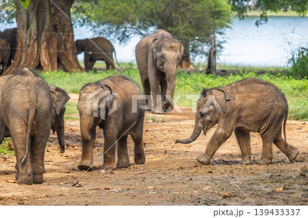 Young elephants roam freely in their natural environment, exploring and playing near a water body. Elephant Transit Home in Udawalawe National Park in Sri Lanka, Asia. Young elephants roam freely in their natural environment, exploring and playing near a water body. Elephant Transit Home in Udawalawe National Park in Sri Lanka, Asia. 139433337