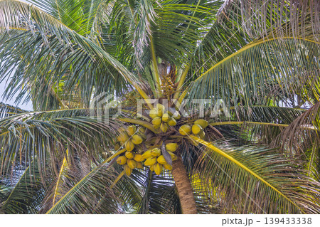 Vibrant green palm fronds surround a cluster of ripening coconuts on a tall tree, embodying tropical abundance and nature's beauty. Sri Lanka island in Asia. Vibrant green palm fronds surround a cluster of ripening coconuts on a tall tree, embodying tropical abundance and nature's beauty. Sri Lanka island in Asia. 139433338