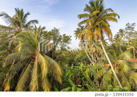 Vibrant Tropical Landscape of Lush Coconut Palms and Exotic Foliage Under a Bright Blue Sky, Capturing Serene Natural Beauty. Sri Lanka island in Asia. 139433350