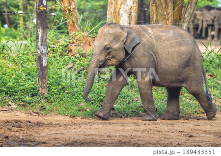 Young Elephant Walking Solo on a Dirt Path Through Lush Green Jungle with Trees and Other Elephants in Background. Elephant Transit Home in Udawalawe National Park in Sri Lanka, Asia. Young Elephant Walking Solo on a Dirt Path Through Lush Green Jungle with Trees and Other Elephants in Background. Elephant Transit Home in Udawalawe National Park in Sri Lanka, Asia. 139433351