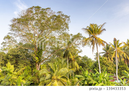 Lush Tropical Foliage Canopy with Towering Palm Trees and Broadleaf Flora Under a Clear Blue Sky on a Bright Sunny Day. Sri Lanka island in Asia. Lush Tropical Foliage Canopy with Towering Palm Trees and Broadleaf Flora Under a Clear Blue Sky on a Bright Sunny Day. Sri Lanka island in Asia. 139433353